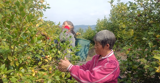 貴州貴定油茶進入採摘季 花果同期喜獲豐收_fororder_b2ef544f17318f4dfd7c7a8e6901d93