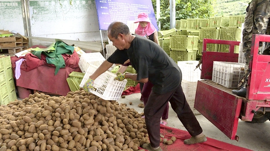 貴州修文：10萬噸獼猴桃甜“獼”上市 果農喜獲豐收_fororder_修文1