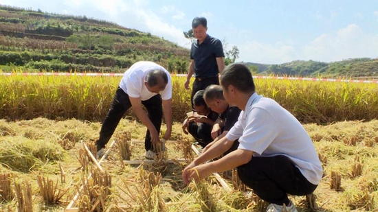 貴州甕安舉行2023年農民豐收節暨糧食作物（水稻）機收減損大宣傳大培訓大比武活動_fororder_4