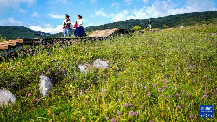 貴州鍾山：韭菜花開迎客來