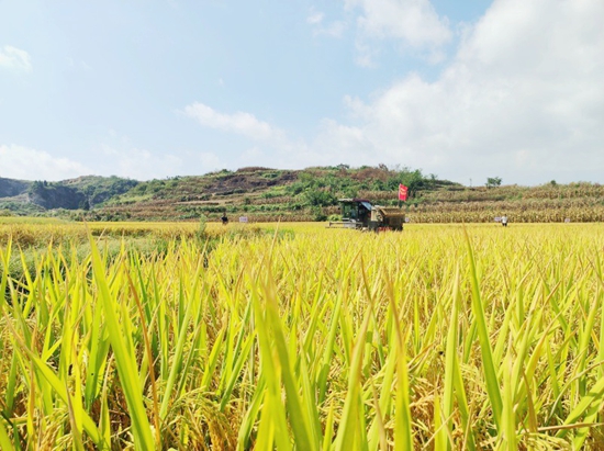 貴州甕安舉行2023年農民豐收節暨糧食作物（水稻）機收減損大宣傳大培訓大比武活動_fororder_1