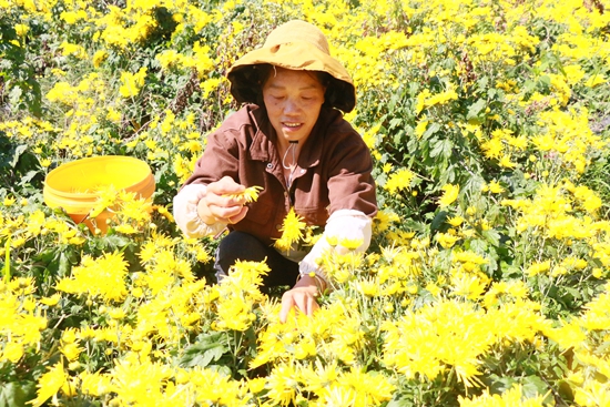 貴州鎮遠大地鄉：初繪皇菊經濟“花文章” 鋪就群眾金色“致富路”_fororder_微信圖片_20231025215539