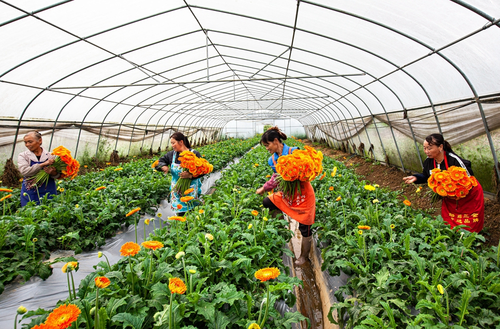 貴州黔西：寒露時節採花忙_fororder_2023年10月8日，村民在貴州省黔西市洪水鎮長堰社區鮮花種植基地採摘非洲菊。IMG_7415.JPG