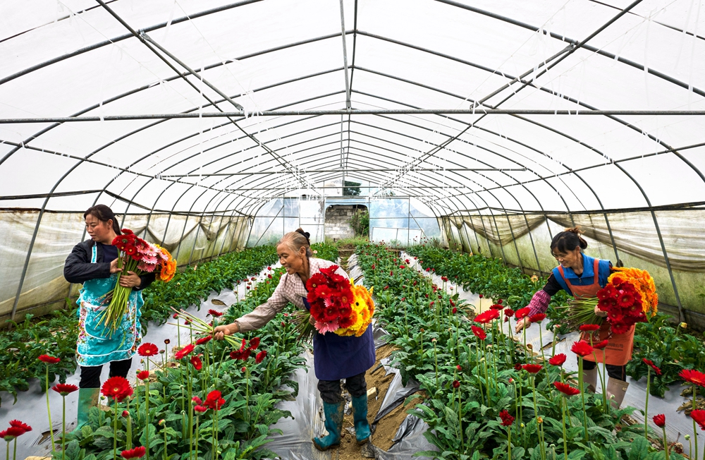 貴州黔西：寒露時節採花忙_fororder_2023年10月8日，村民在貴州省黔西市洪水鎮長堰社區鮮花種植基地採摘非洲菊。DJI_0106.JPG