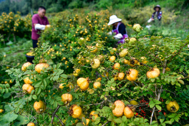 貴州對話墨西哥城：兩種“刺梨”，共品豐收甜蜜