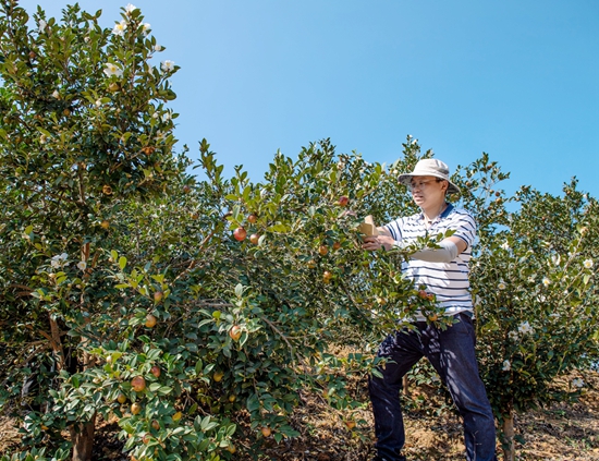 貴州天柱：培育優良種質打造油茶産業_fororder_天柱縣社學街道長團油茶基地湖南油茶專家在科研採樣。