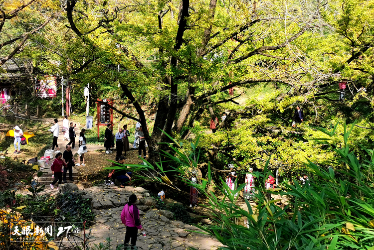 盤州市妥樂村：旅遊“上新”玩法多 銀杏“盛裝”笑語喧