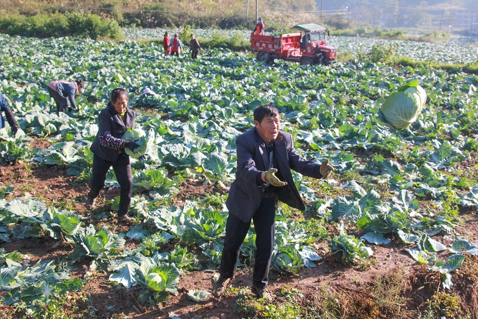 貴州施秉：甘藍豐收採摘忙_fororder_2023年11月17日，貴州省黔東南苗族侗族自治州施秉縣楊柳塘鎮地壩村村民在搬運甘藍。（磨桂賓 攝）.JPG