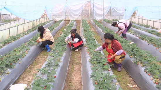 （供稿）貴州鍾山：“甜蜜”暖冬 草莓採摘正當時_fororder_村民們正在為草莓除葉壓枝