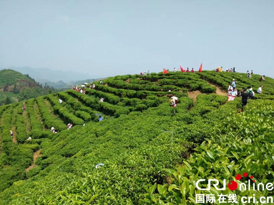 （滴水灘是茶葉的品牌，不是地名）六盤水市茶産業蓬勃發展生機盎然