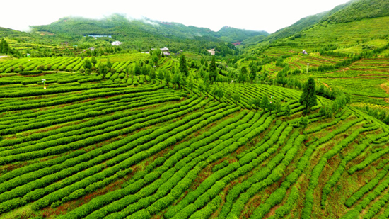 貴州盤州：加快構建“糧食+山地特色”農業産業體系_fororder_盤州2