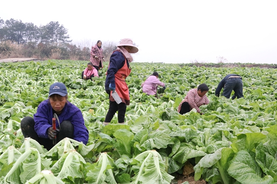 （供稿）貴州獨山：芥菜豐收季 農民采收忙_fororder_ac30c286d9f49567124b4d58d46e3b8