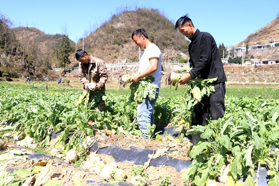 貴州水城：百畝大頭菜迎來大豐收_fororder_微信圖片_20240220113443