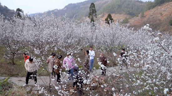 貴州盤州：春來花開好 産業氣象新_fororder_盤州市雙鳳鎮下沙溝村櫻桃花開，迎來遊客