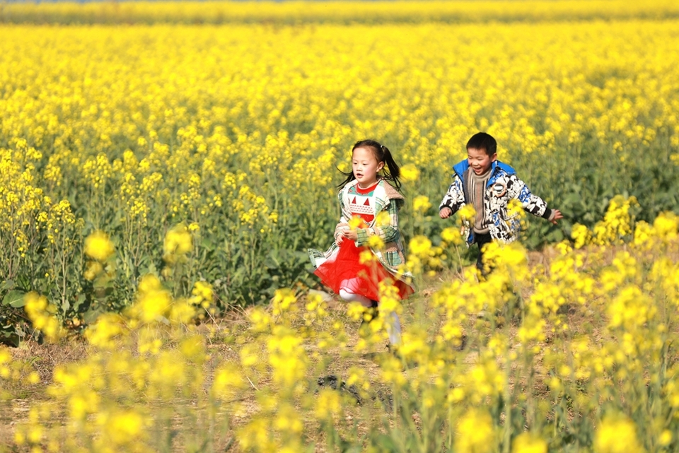 貴州天柱：油菜花開引客來_fororder_小朋友在鳳城大壩油菜花田間嬉戲