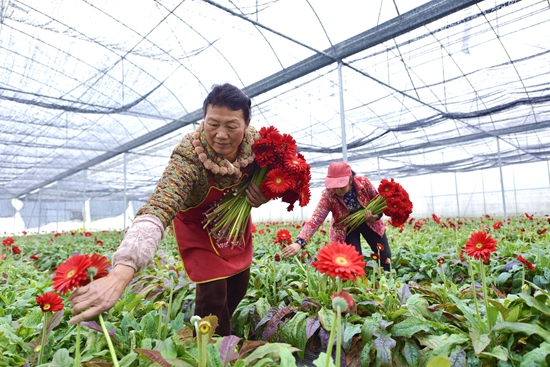 貴州鎮遠青溪鎮：多彩非洲菊變身“致富花”_fororder_在鎮遠縣青溪鎮雞鳴村花卉種植産業園，村民們正忙著採摘非洲菊（江春健   攝）.JPG.JPG