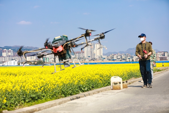 貴州天柱：無人機“飛防”作業 “護航”油菜穩産增收_fororder_技術員正在操作無人機.JPG