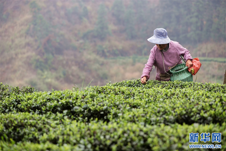 貴州：春茶飄香採摘忙