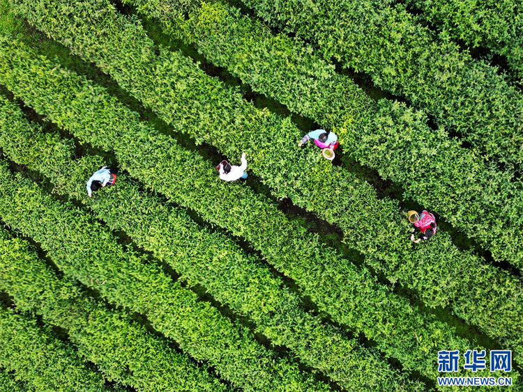 貴州：春茶飄香採摘忙