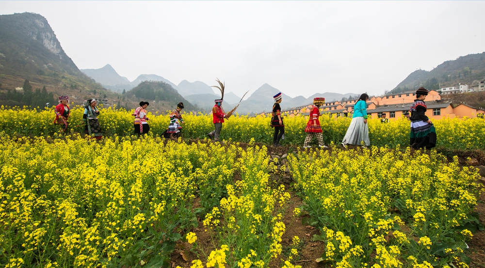 貴州水城陡箐鎮梅子關村500畝油菜花進入最佳觀賞期_fororder_微信圖片_20240320135433