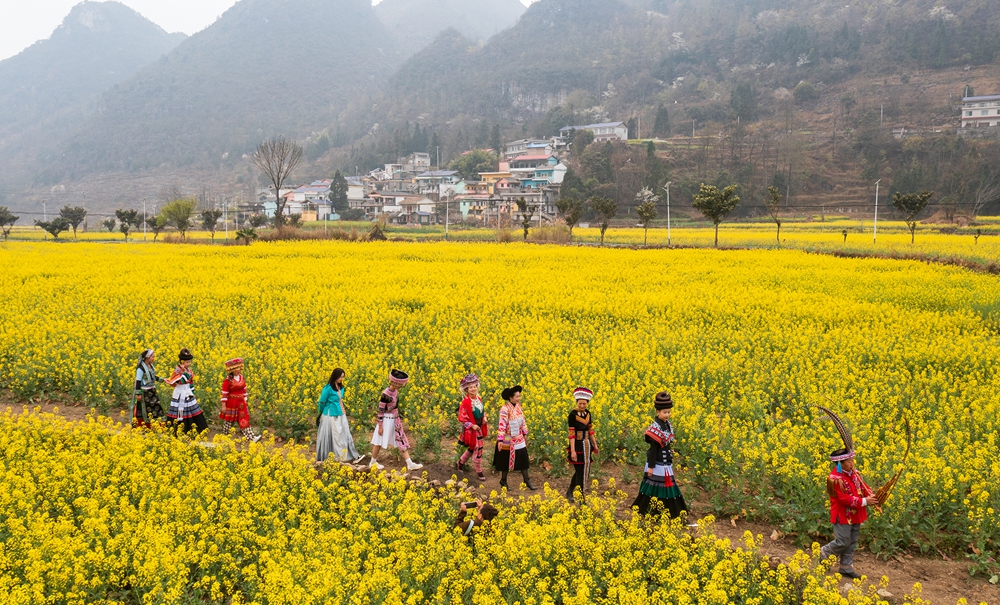 貴州水城陡箐鎮梅子關村500畝油菜花進入最佳觀賞期_fororder_微信圖片_20240320135436