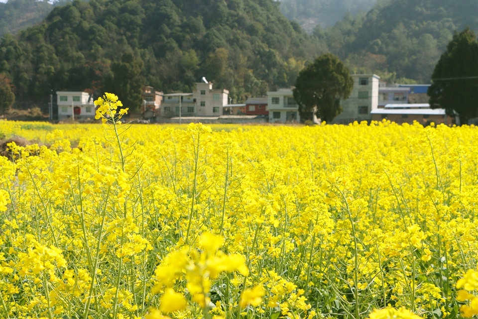 貴州獨山：春暖花又開 兩千畝油菜迎春開放_fororder_20240220102255-2RJ9GG-