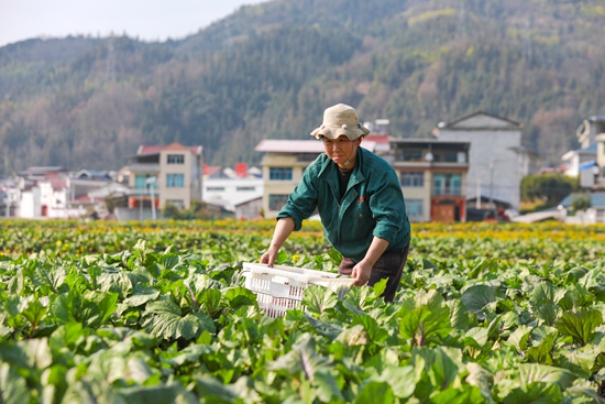 貴州天柱：不誤農時不負春 搶抓農時繪“豐”景_fororder_村民在紅菜薹基地采收菜薹1.JPG