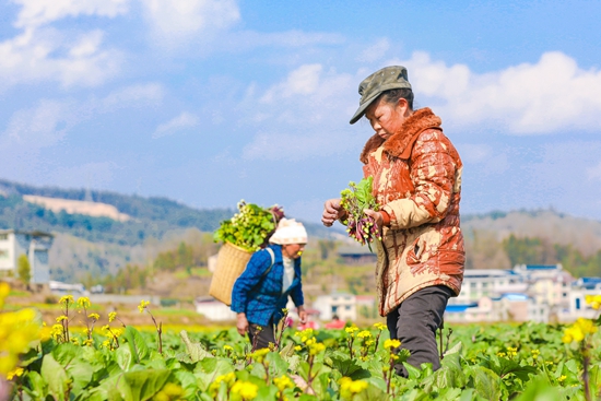 貴州天柱：不誤農時不負春 搶抓農時繪“豐”景_fororder_村民在紅菜薹基地采收菜薹.JPG