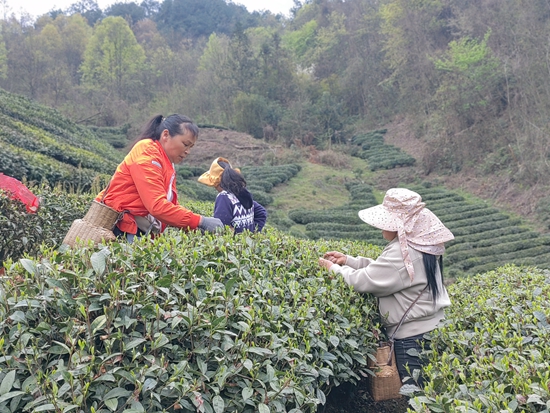 貴州都勻：雪芽吐綠泛茶香 茶農搶“鮮”採茶忙_fororder_IMG_20240326_154453