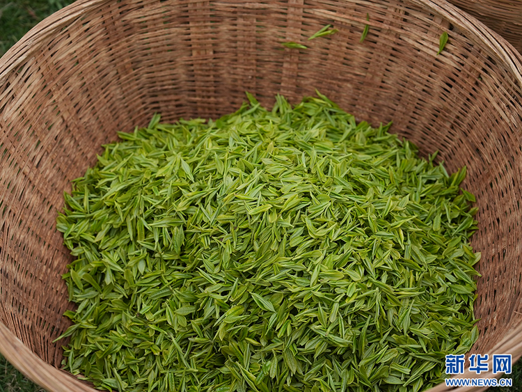 貴陽：美景茶香引客來