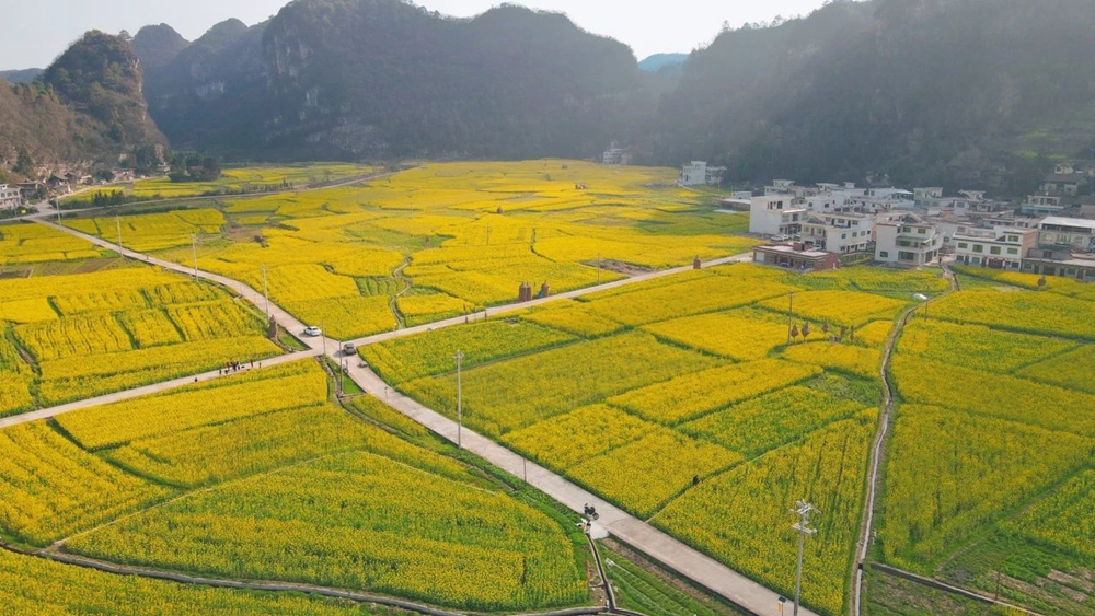 貴州都勻平浪鎮：春色正濃 花開爛漫 邀你共赴一場花海盛宴_fororder_微信圖片_20240308121228