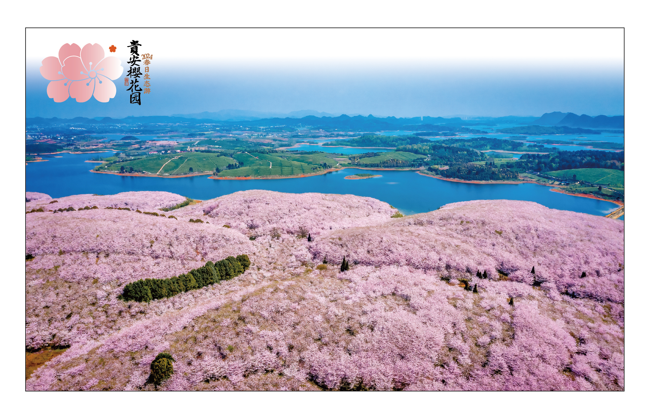 貴安櫻花園文藝“寵粉”！為遊客首次推出紀念首日封