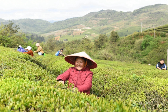 貴州鎮遠：春茶飄香採摘忙_fororder_2024年4月8日，村民在貴州省黔東南苗族侗族自治州鎮遠縣羊場鎮紮營關茶場採摘春茶。 (5)