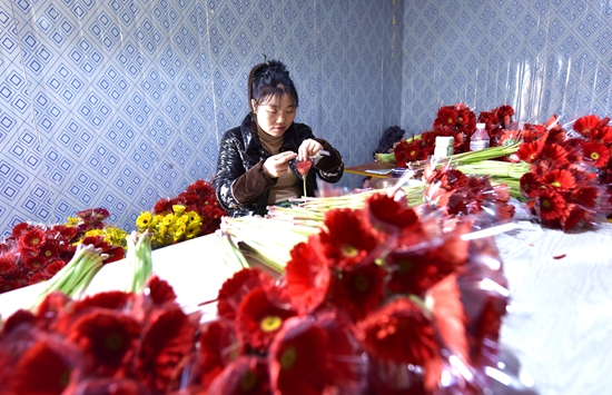 貴州鎮遠青溪鎮：多彩非洲菊變身“致富花”_fororder_在鎮遠縣青溪鎮雞鳴村花卉種植産業園包裝車間，工人正在嫺熟地包裝。（江春健 攝）.JPG