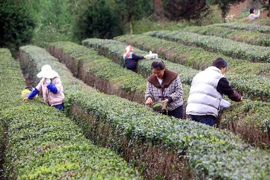 貴州威寧：上春山採春茶  一葉新一業興_fororder_1、茶園採茶忙（2024年4月7日，威寧縣爐山鎮香爐山茶園   彭凱 攝）