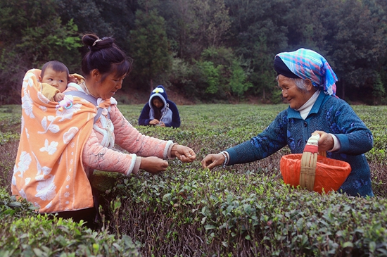 貴州威寧：上春山採春茶  一葉新一業興_fororder_2、茶農採摘春茶（2024年4月7日，威寧縣爐山鎮香爐山茶園   彭凱 攝）