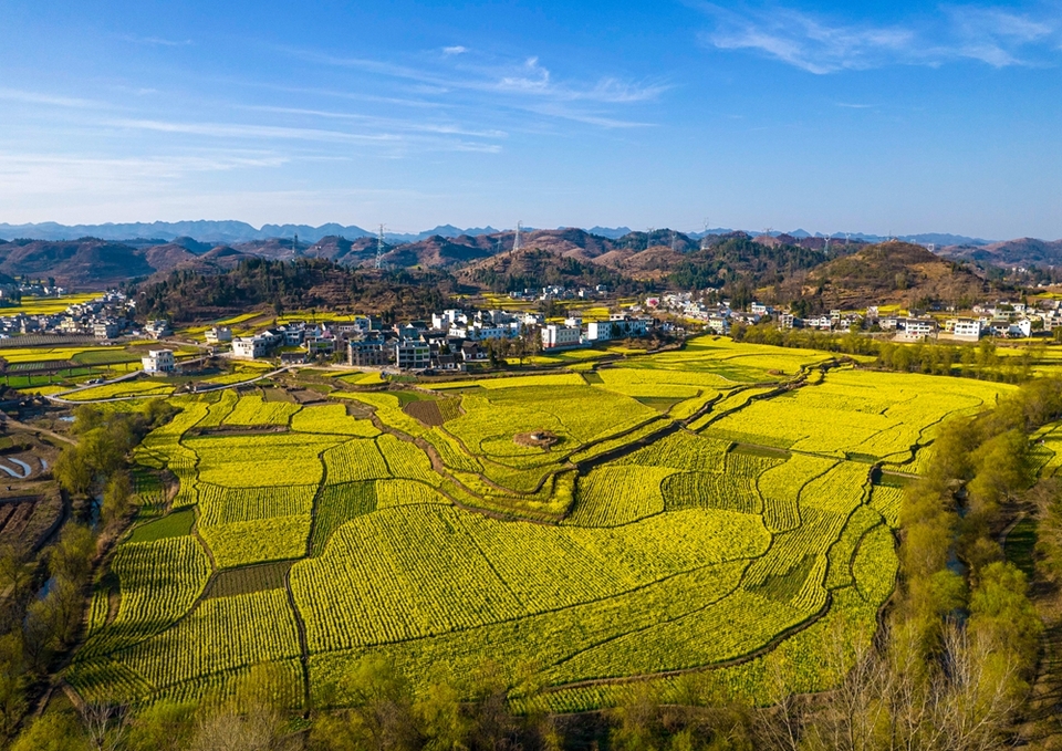 貴州黔西：踏青賞花 樂享春光_fororder_2024年3月11日，貴州省黔西市洪水鎮解放村盛開的油菜花（無人機照片）。DJI_0351.JPG