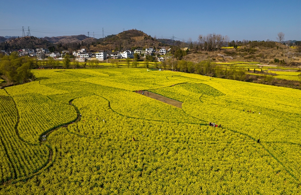 貴州黔西：踏青賞花 樂享春光_fororder_2024年3月11日，遊客在貴州省黔西市洪水鎮解放村觀賞油菜花（無人機照片）。DJI_0305.JPG