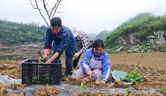 貴州甕安：聚“椒”産業  富民興村_fororder_甕安縣珠藏鎮新華村村民李奇林組織村民進行辣椒幼苗移栽