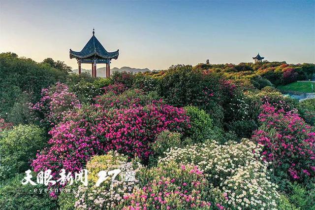 上春山 賞百花｜莫負黔地好光景 春遊貴州正當時