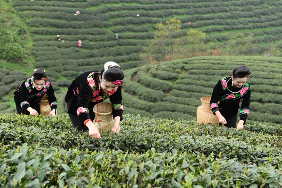 雷山銀球茶問鼎中國好綠茶貴州金獎茶王_fororder_圖為雷山茶農在採茶 李玉貴攝