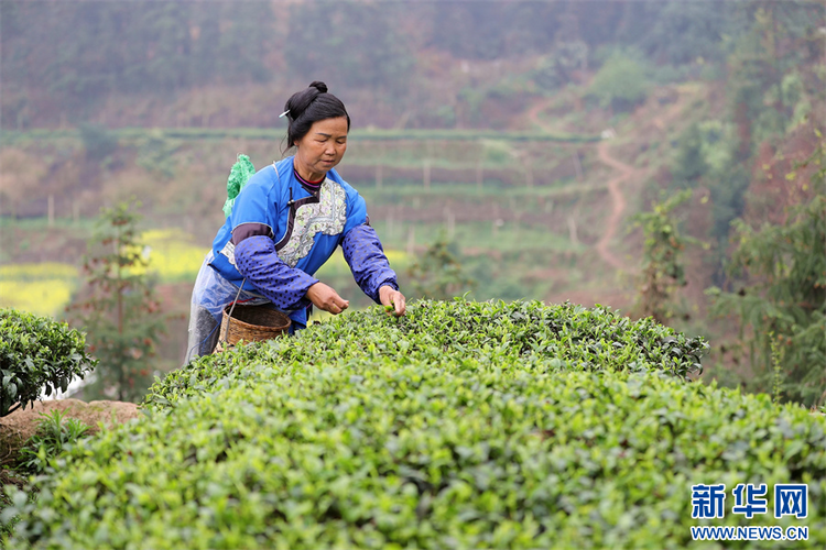 貴州：春茶飄香採摘忙