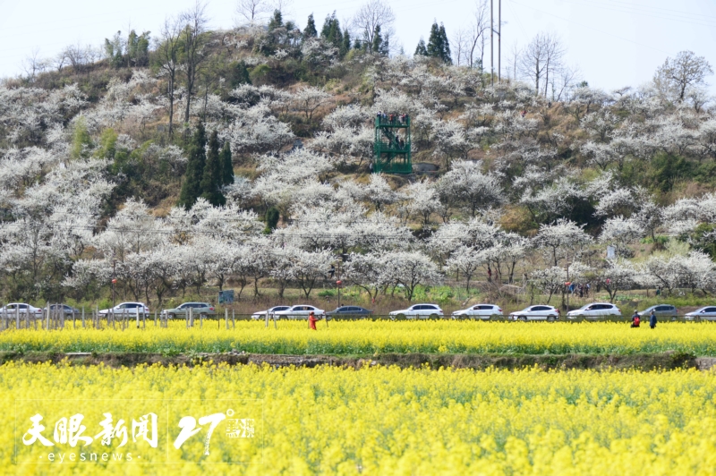 上春山 賞百花｜莫負黔地好光景 春遊貴州正當時