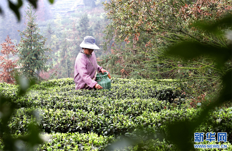 貴州：春茶飄香採摘忙