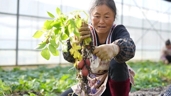 貴州盤州：90萬粒馬鈴薯“原原種”繁育完成_fororder_微信圖片_20240319151244