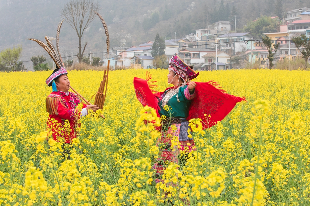 貴州水城陡箐鎮梅子關村500畝油菜花進入最佳觀賞期_fororder_微信圖片_20240320135429