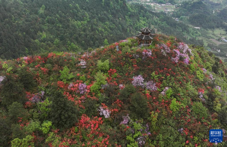 貴州：鵑紅滿山美如畫