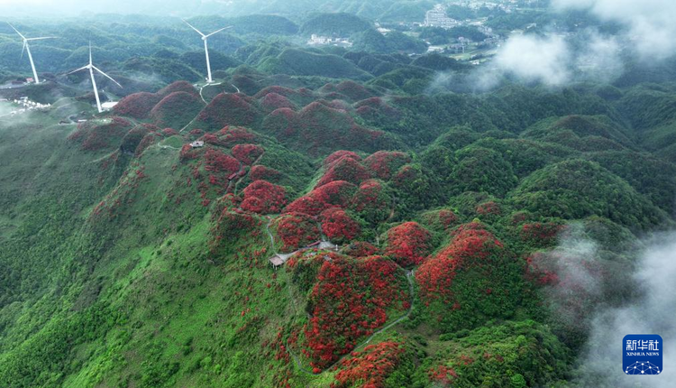 貴州：鵑紅滿山美如畫