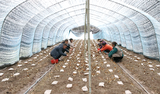 貴州獨山影山鎮羊肚菌正當“食” 品嘗“春來第一鮮”_fororder_20240314170506-K5Wpx7-