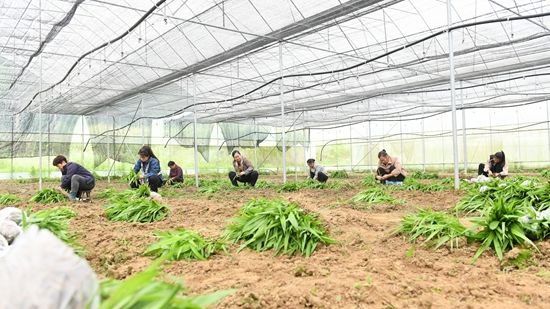 貴州鎮遠青溪鎮：白芨育苗訂單銷售旺_fororder_村民們正在白芨育苗基地裏勞作。 (2)